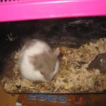 今天买了只仓鼠回家,而且老妈竟然同意饲养了!更新笼子照! https://blog.img.crazyphper.com/2010/06/IMG_0108-150x150.jpg