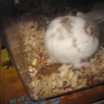 今天买了只仓鼠回家,而且老妈竟然同意饲养了!更新笼子照! https://blog.img.crazyphper.com/2010/06/IMG_0109-150x150.jpg