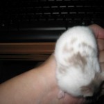 今天买了只仓鼠回家,而且老妈竟然同意饲养了!更新笼子照! https://blog.img.crazyphper.com/2010/06/IMG_0110-150x150.jpg