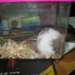 今天买了只仓鼠回家,而且老妈竟然同意饲养了!更新笼子照! https://blog.img.crazyphper.com/2010/06/IMG_0114-150x150.jpg