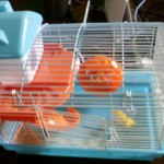 今天买了只仓鼠回家,而且老妈竟然同意饲养了!更新笼子照! https://blog.img.crazyphper.com/2010/06/Xx-0073-150x150.jpg