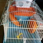 今天买了只仓鼠回家,而且老妈竟然同意饲养了!更新笼子照! https://blog.img.crazyphper.com/2010/06/Xx-0074-150x150.jpg